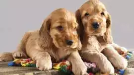 Cocker Spaniel Puppies For Sale In Kolkata, $ 57,000