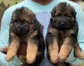 German Shepherd Puppies for Sale in Kolkata, $ 45,000