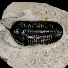 Authentic Trilobite Fossil – Ancient Ocean Relic, $ 96