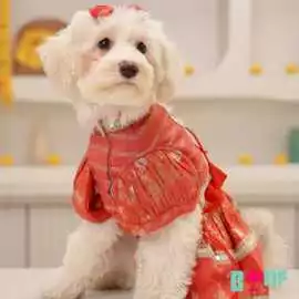 Dress Your Pup in Festive Dog Clothes This Season, New Delhi