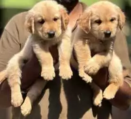 Golden Retriever Puppies for Sale in Kolkata, $ 53,000