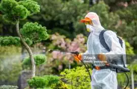 Expert Tree Surgery Belfast Services, $ 0