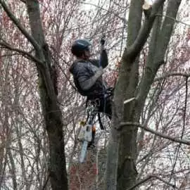 Tree Cutting Services In Orangeville , Orangeville