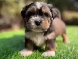 Lhasa Apso Puppies for Sale in Kolkata, $ 43,000