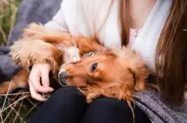 Shamanic Healing for Animals: Gentle Energy Suppor, New York