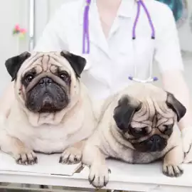 Fort Oglethorpe Pet Wellness Center, Fort Oglethorpe