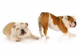 Get Rid of Your Dog’s Smelly Gas, $ 25