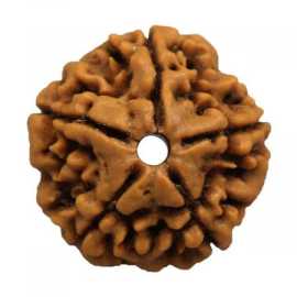 Buy 5 Mukhi Rudraksha From Rashi Ratan Bhagya At G, ₹ 499