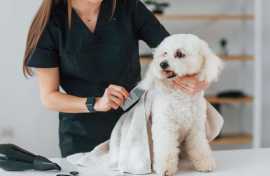 Explore K9 feline Master Cutz Grooming Services , Chicago