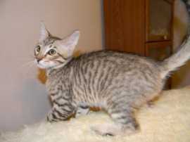 Discover the Adorable Kittens For Sale, $ 1