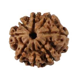 Get Natural 8 Mukhi Rudraksha Online from Rashi Ra, ₹ 2,499