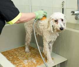 Explore DSPA Grooming Services  in Chicago, Chicago