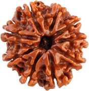 Buy Natural 9 Mukhi Rudraksha from Rashi Ratan Bha, ₹ 6,500