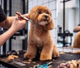 Explore Royal Pawz Grooming Services in Chicago, Chicago