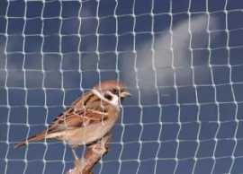 best Anti Bird Nets in Bangalore, Bengaluru