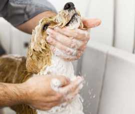 Explore Uptown Pet Salon Grooming Services , Chicago