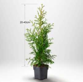 Thuja Träd: Tidlös Grönska För Ditt Landskap, $ 22