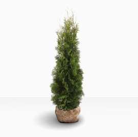 Thuja Occidentalis Pyramidalis: Naturens Perfekta, $ 36