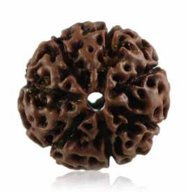Buy 7 Mukhi Rudraksha Online at Rashi Ratan Bagya, ₹ 599