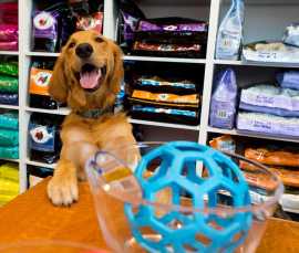Explore Aeslin Pup Hub - Ukrainian Village Groomin, Chicago