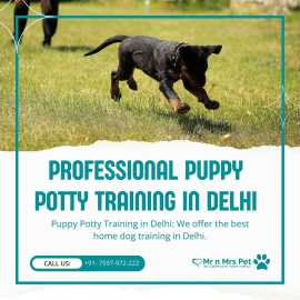 Professional Puppy Potty Training in Delhi, Delhi