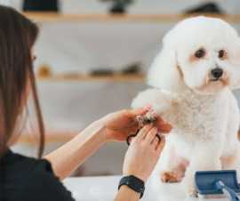 Explore Uncle Paws Grooming Salon Services in Chic, Chicago