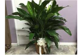Unique Plants for Gifting - Green Gifts for Every , New Delhi