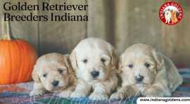 Golden Retriever Breeders Indiana: AKC Registered, Bedford