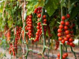 Hydroponics in Balconies: Small-Scale Farming, Hyderabad