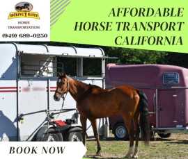 Affordable Horse Transport in California , Joshua Tree
