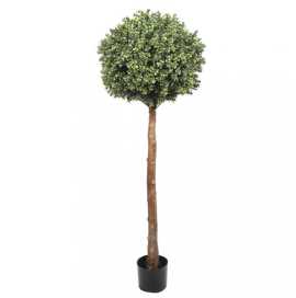 Achieve Sculpted Elegance with Topiary Tree, Braeside