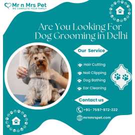 The Best Dog Grooming in Delhi, New Delhi