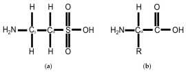 The Role of Taurine in Health and Nutrition, Vadodara