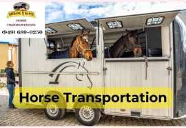 Specialized Equine Transportation Services in USA, Joshua Tree