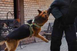 Professional Dog Bite Legal Service in Palm Desert, Palm Desert