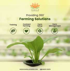 Investing in Hydroponic Farming Lucrative Business, Hyderabad