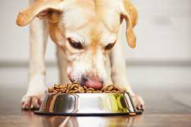 Healthy Human-Grade Dog Food for a Happy Pet, Los Angeles