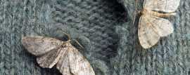Conquer Moth Infestation in Melbourne with Expert , Keysborough