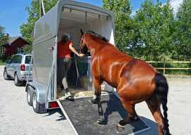 Best Horse Shipping in California, Joshua Tree