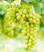 Australia Crimson Grapes | Lazzara Fruits, Robinvale