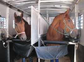 Trusted Horse Transporting & Moving Services, Joshua Tree