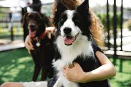 Safe and Reliable Pet Transportation, Los Angeles