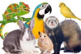 Safe Pet Travel with Airborne Animals, Seattle