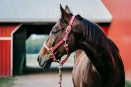Specialized Equine Transportation |Rocking Y Ranch, Joshua Tree
