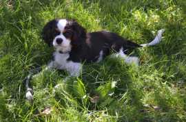 Cavalier King Charles Spaniel Puppies for Sale in , ¥ 50,000
