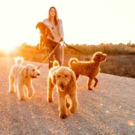 Trained Goldendoodle Bay Area, California City