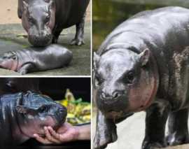 Adorable Baby Hippo Moo Deng Gets His Own Live Fee