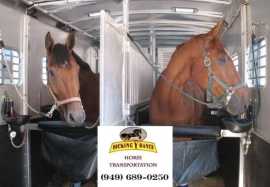 Affordable & Reliable Horse Transportation, Joshua Tree