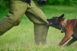 When Is It Legal to Harm a Dog in California?, Los Angeles