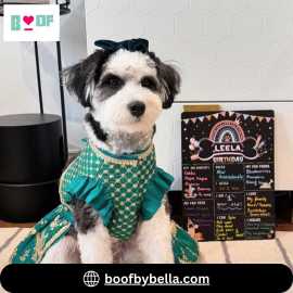 Cute Dog Kurta and Lehenga for Festive Looks, New Delhi